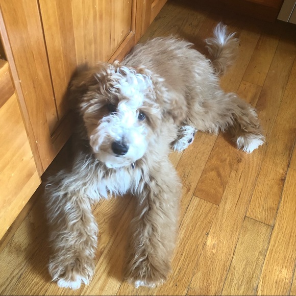 Meet your Posher, Laura - Picture 1 of 1